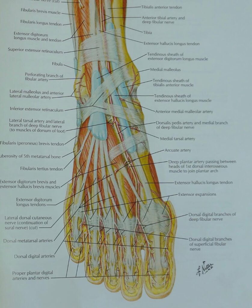 the anatomy of the foot from a top view - here you can see the toes as well as tendons and muscles that help you move